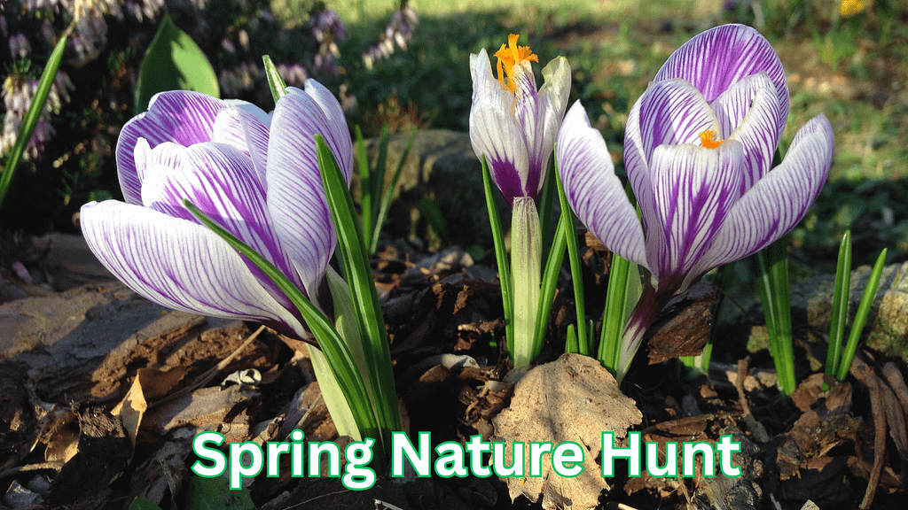Spring Nature Competition Signs of Spring Nature Hunt | Printable Outdoor Activity for Kids ...